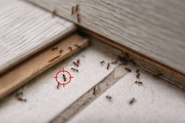 Best Termite Control Services  in Mahopac, NY
