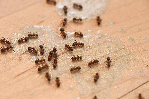 Best Bed Bug Extermination  in Mahopac, NY