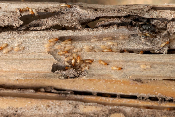 Pest Control for Restaurants in Mahopac, NY