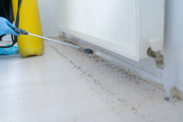 Best Local Pest Control Services  in Mahopac, NY
